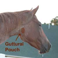 http://equineveterinaryservices.com/GutteralPouchInfections.html